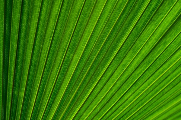 Close-up of palm leaf