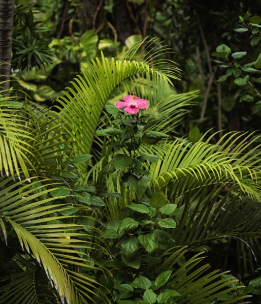 Tropical flower in bloom surrounded by palm leaves