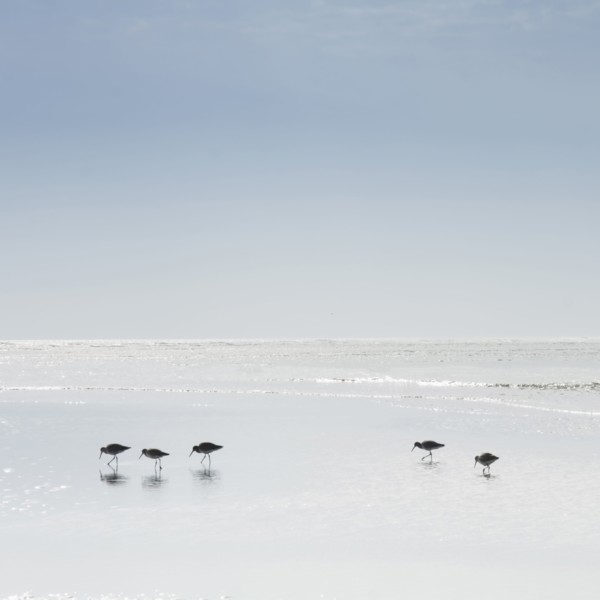 Sandpipers wading in sea