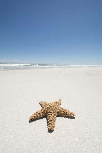 Starfish on empty sandy beach