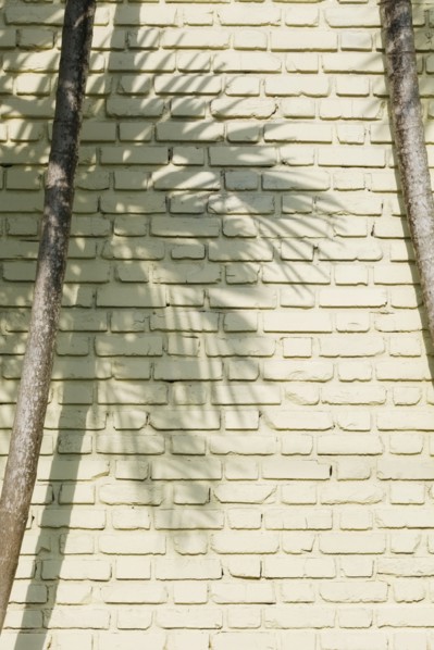 Shadow of palm tree on brick wall