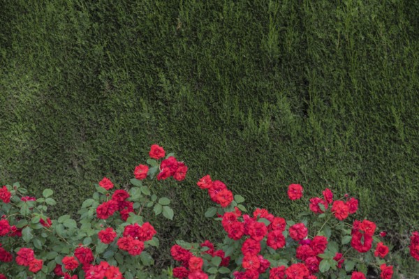 Red roses with green trees