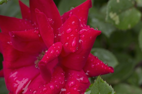 Close-up of wet rose