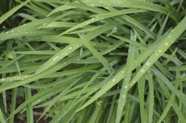 Close-up of wet leaves