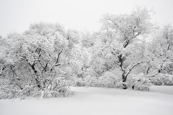 Ukraine, Dnepropetrovsk region, Dnepropetrovsk city, Tree area in winter