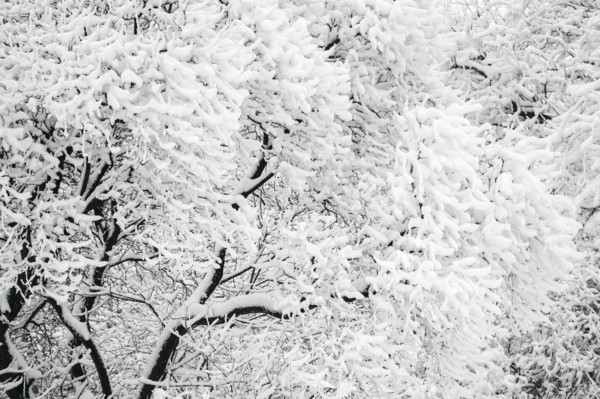 Ukraine, Dnepropetrovsk region, Dnepropetrovsk city, Close-up of frozen tree branches