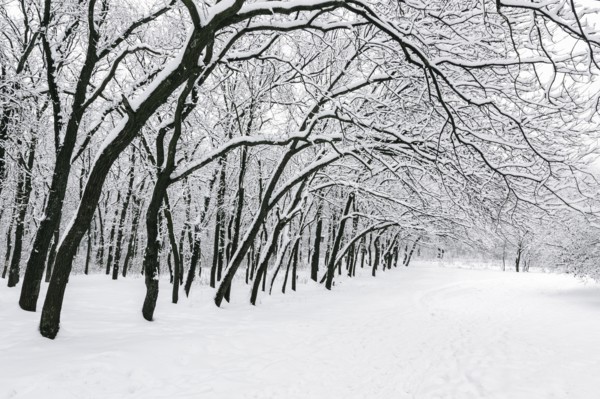 Ukraine, Dnepropetrovsk region, Dnepropetrovsk city, Treelined alley in winter