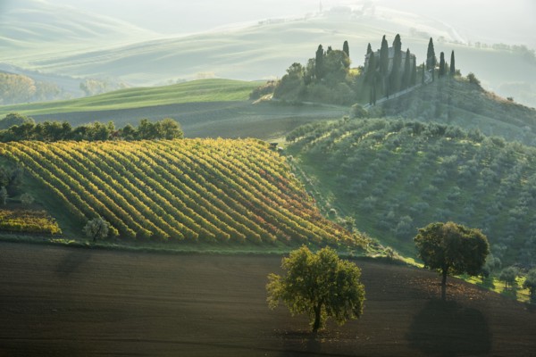 Italy, Tuscany, San Quirico D'orcia, Podere Belvedere, Green hills, olive gardens and small vineyard under rays of morning sun