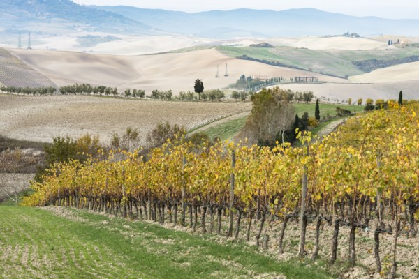 Italy, Tuscany, San Quirico D'orcia, Vineyard with yellow autumn leaves going down against hills