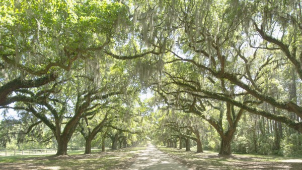 USA, South Carolina, Mount Pleasant, Treelined road