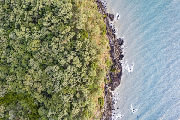 Australia, Queensland, Rainforest by sea