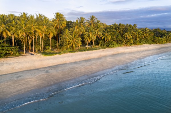 Australia, Queensland, Palm trees on coastline