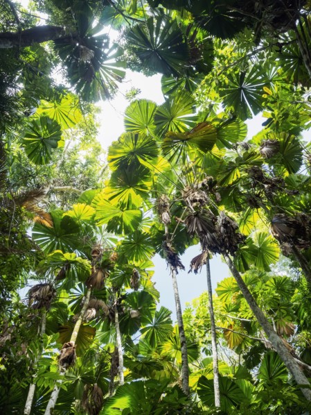 Green leaves of Fan palm, (Licuala grandis) in rainforest