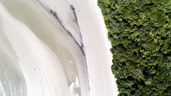 Australia, Queensland, Rainforest next to beach