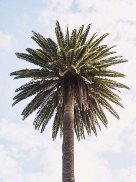 Palm tree against sky
