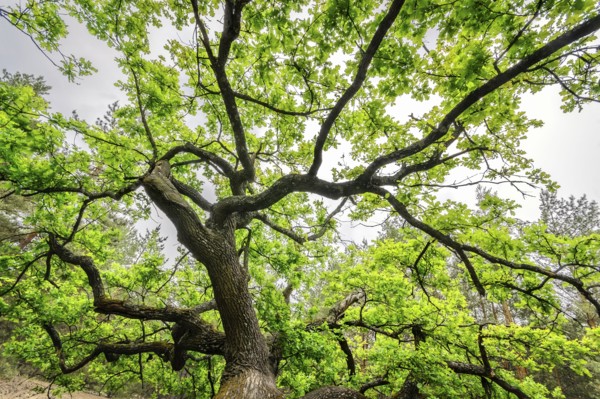 Ukraine, Dnepropetrovsk region, Novomoskovsk district, Oak (Quercus) tree