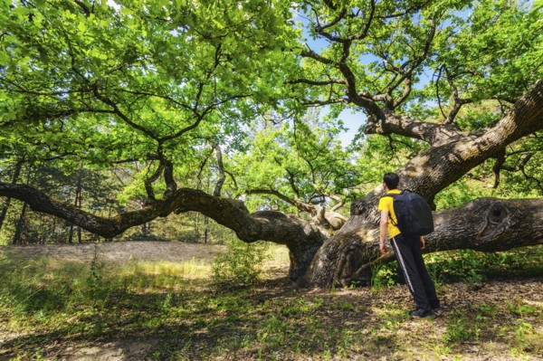 Ukraine, Dnepropetrovsk region, Novomoskovsk district, Man standing next to Oak (Quercus) tree