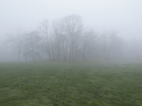 Fog over meadow