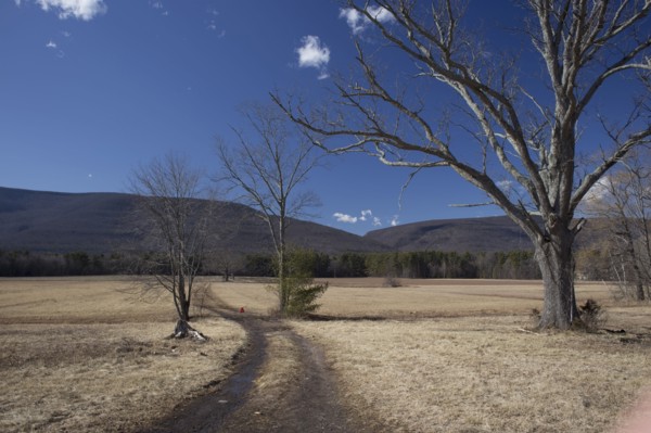 Landscape of hills and bare trees