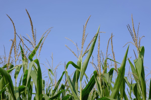 Corn field against blue sky