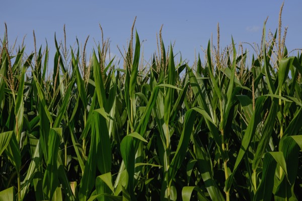 Corn field against blue sky