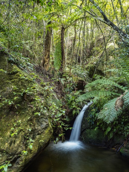 Waterfall in forest