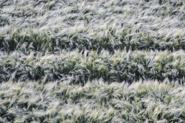 Ukraine, Dnepropetrovsk region, Dnepropetrovsk city, Ears of wheat