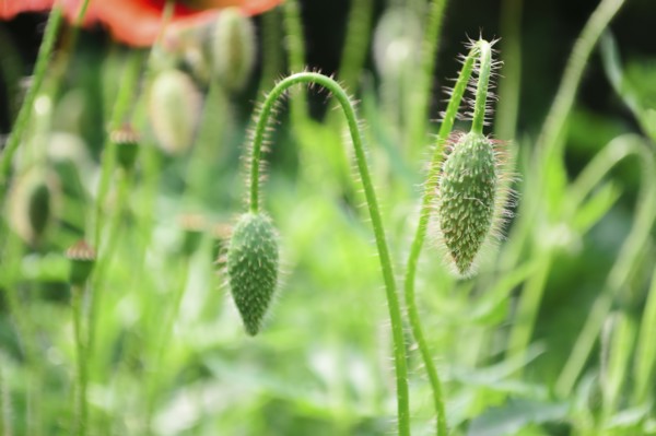 Buds of poppies in meadow
