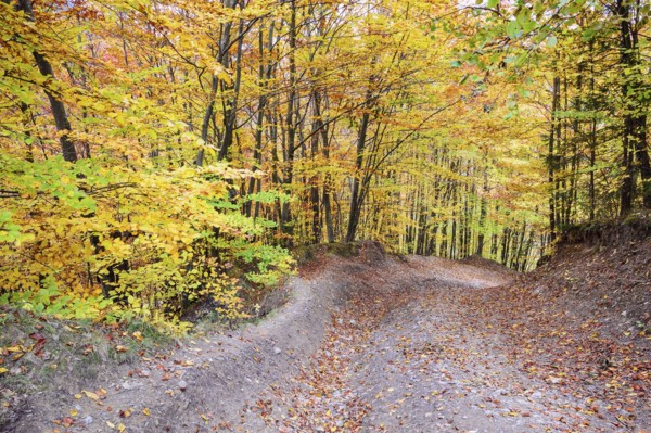 Path across autumn forest