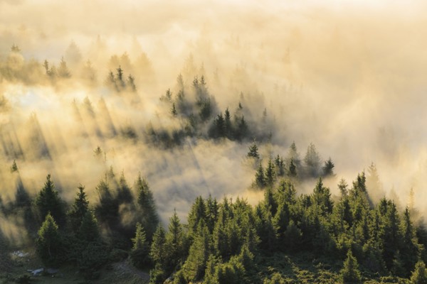 Ukraine, Zakarpattia region, Rakhiv district, Carpathians, Chornohora, Mist over forest