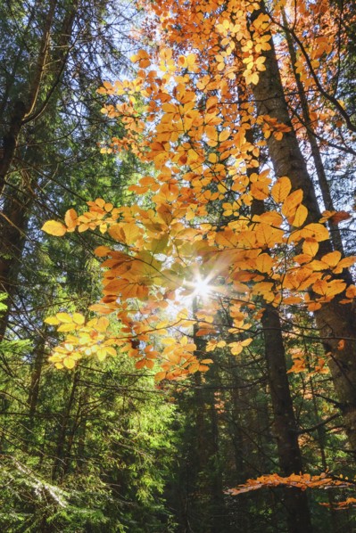 Ukraine, Ivano-Frankivsk region, Verkhovyna district, Carpathians, Bystrets village, Forest during autumn