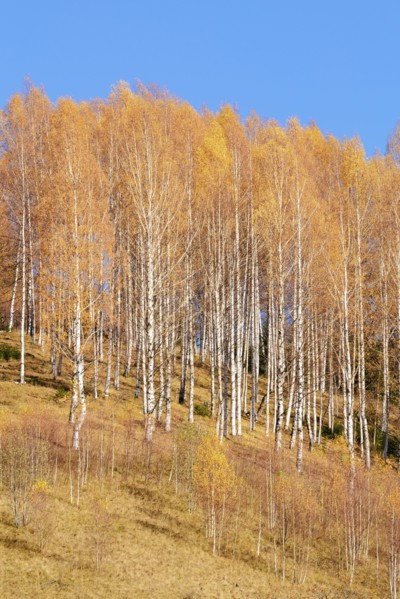Ukraine, Ivano-Frankivsk region, Verkhovyna district, Carpathians, Bystrets village, Clear sky over forest