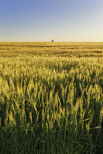Ukraine, Dnepropetrovsk region, Dnepropetrovsk city, Clear sky over field
