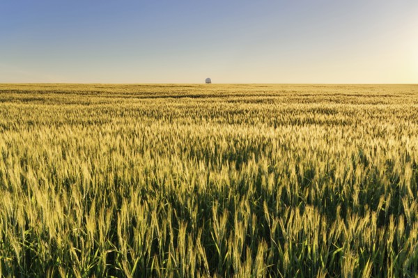 Ukraine, Dnepropetrovsk region, Dnepropetrovsk city, Clear sky over field