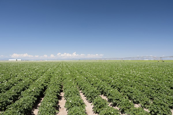 USA, Colorado, San Luis Valley, Blue sky over green field