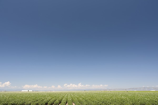 USA, Colorado, San Luis Valley, Blue sky over green field