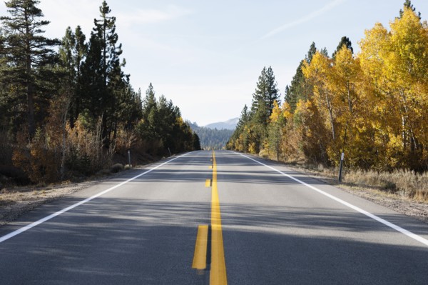USA, California, Eastern Sierras, Route 88, Empty road among trees