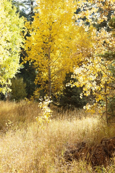 USA, California, Lake Tahoe, Grass and trees during autumn