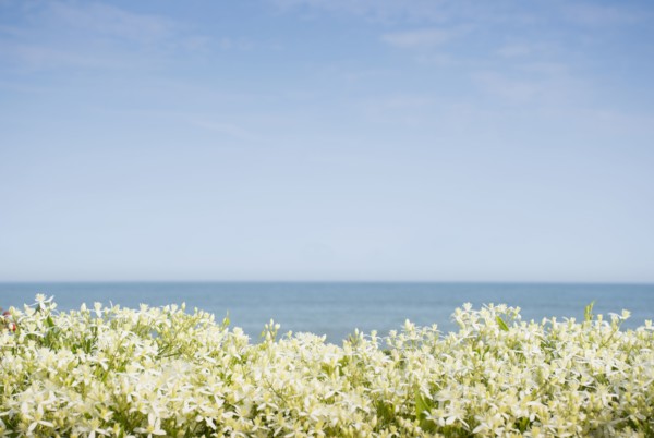 Sky above sea and blooming plants