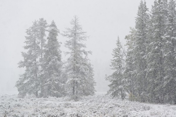 USA, Wyoming, Snowy scenery with trees in Grand Teton National Park
