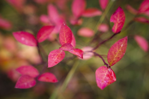 Pink leaves of tree