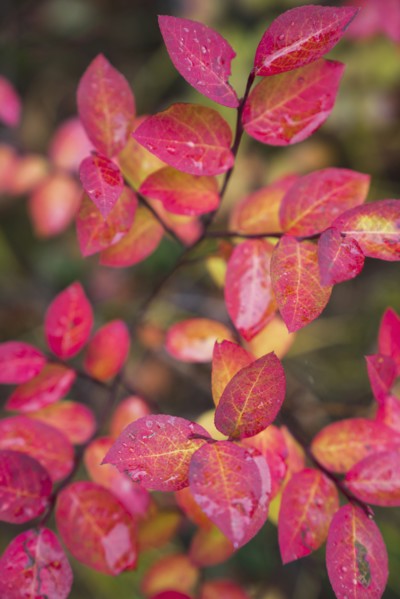 Colorful autumn leaves