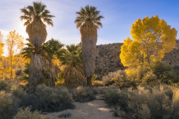 USA, California, Joshua Tree National Park, Autumn trees at sunset