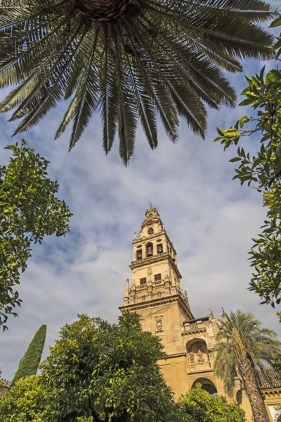 Spain, Andalusia, Cordoba, Minaret of Great Mosque of Córdoba behind trees