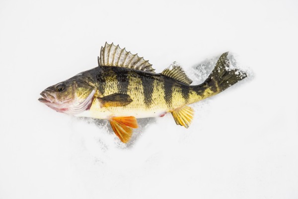 Dead perch fish on ice in Adirondack Mountains