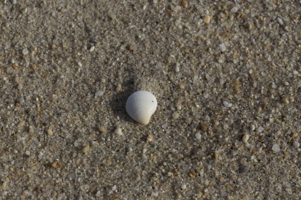 White shell on sandy beach
