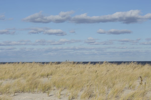 Grass on sand dune with sea in background