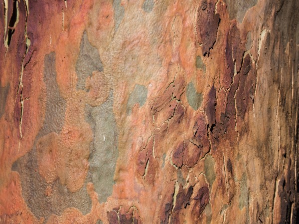 Australia, New South Wales, Blue Mountains, Smooth-barked apple tree (Angophora costata) bark