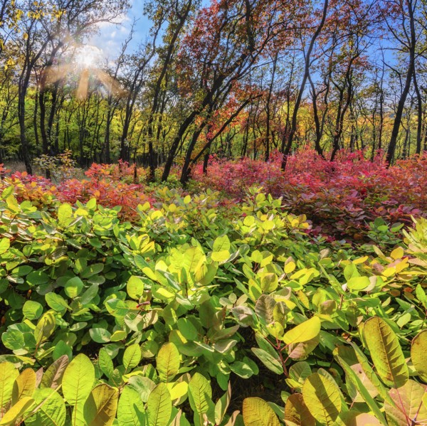 Ukraine, Dnepropetrovsk region, Novomoskovsk district, Autumn forest