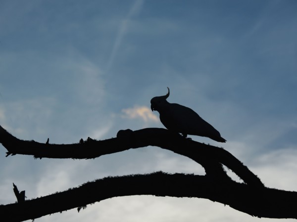 Silhouette of cockatoo on branches